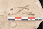 Foto (Detailansicht) von Taxodium distichum miocenicum Heer (NHMW-GEO-2024-0188-6411)